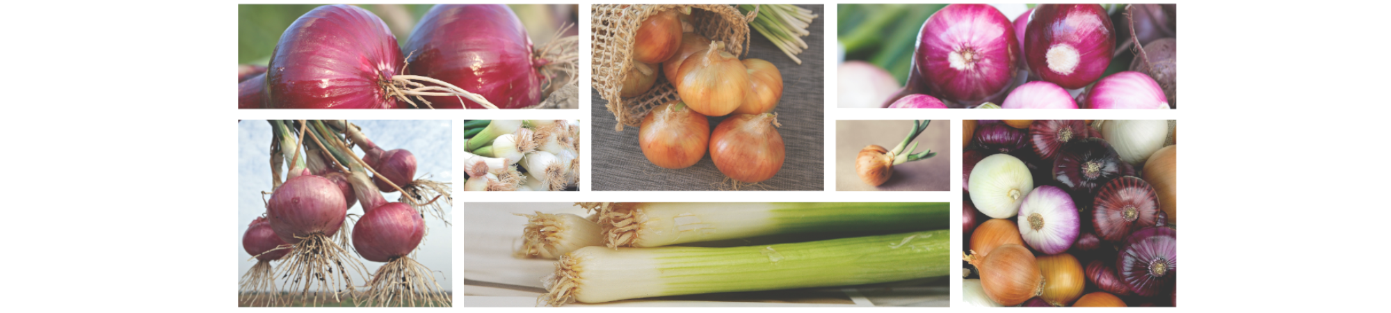 The “onion syndrome” in projects:7 practical tips to nip it in the bud